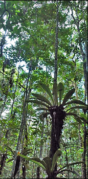 Amazon rain forest 
      172 x 350 Pixel
