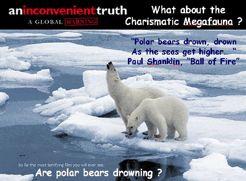 Poalr Bear drown 
      verkleinert von 1'017 x 749 Pixel