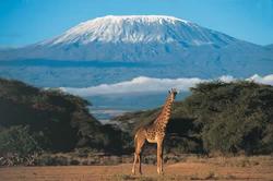 Kilimanjaro Giraffe 
      250 x 166 Pixel